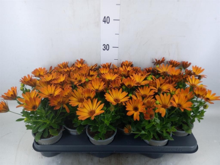<h4>Osteospermum  'Senorita Lucia'</h4>