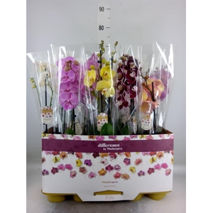 Phalaenopsis   ...mix