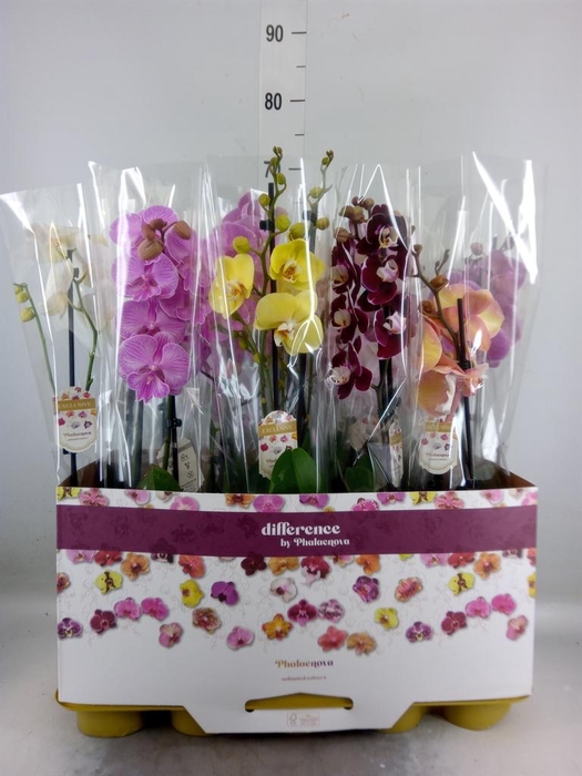 <h4>Phalaenopsis   ...mix</h4>