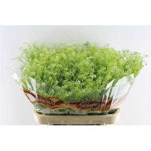 Thlaspi Green Bell 40 Gram