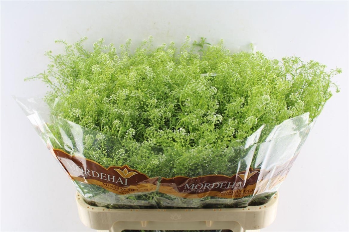 <h4>Thlaspi Green Bell 40 Gram</h4>