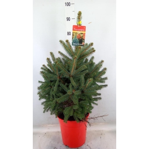Picea pungens 'Super Blue'