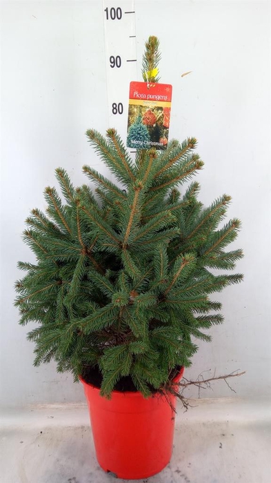 <h4>Picea pungens 'Super Blue'</h4>