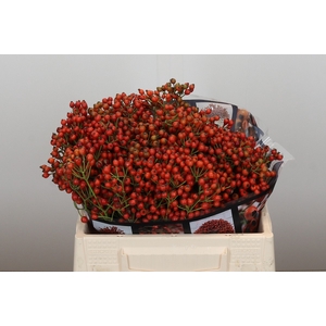 Rozenbottel Autumn Rosefruits