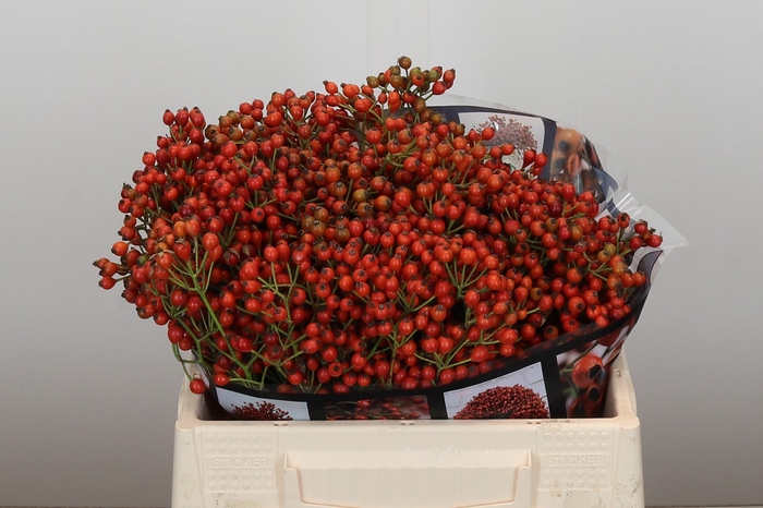 <h4>Rozenbottel Autumn Rosefruits</h4>