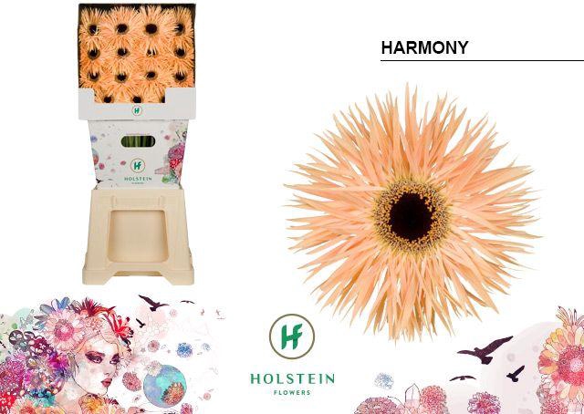 <h4>Gerbera Spider Harmony Diamond</h4>