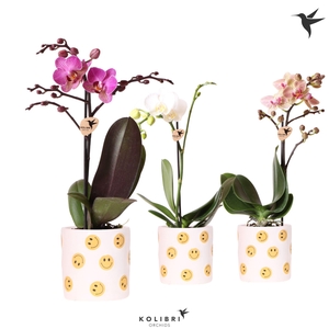 Kolibri Orchids Phalaenopsis mix 1 spike in Smiley pot