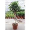 Schefflera Compacta