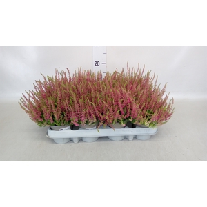 Calluna vulg. 'Red Sun'
