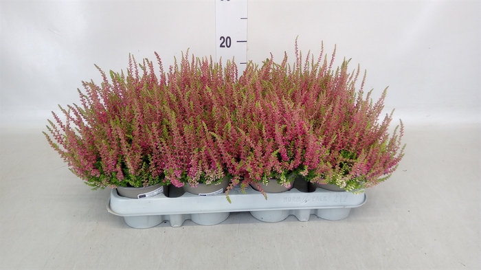 <h4>Calluna vulg. 'Red Sun'</h4>