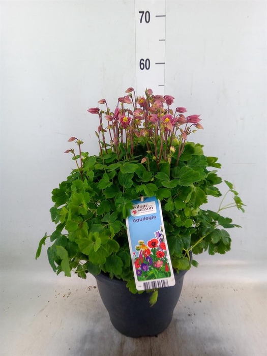 <h4>Aquilegia vulg.</h4>