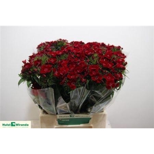 Di Barb B Deep Red