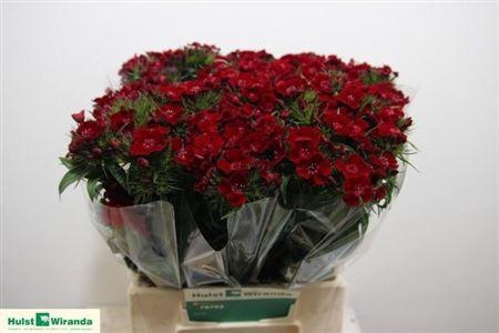<h4>Di Barb B Deep Red</h4>