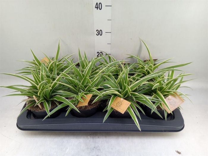 <h4>Chlorophytum com. 'Ocean'</h4>