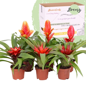 Bromelia Classic Mix P9