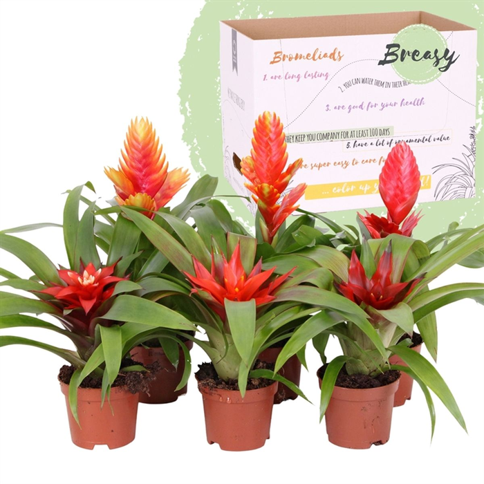 <h4>Bromelia Classic Mix P9</h4>