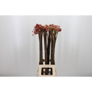 Ornit Saun Kl Bh Rood