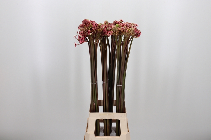 <h4>Ornit Saun Kl Bh Rood</h4>