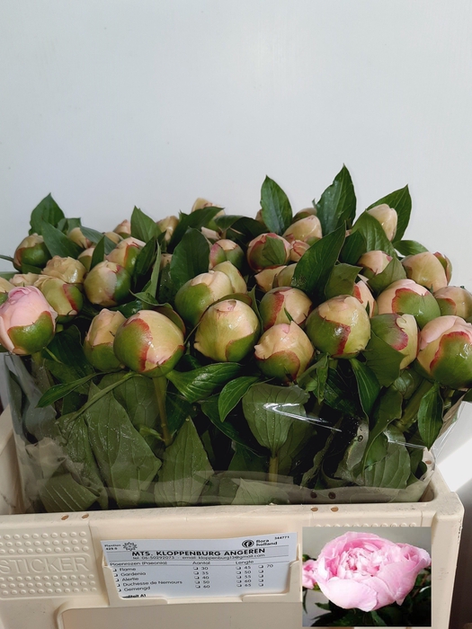 <h4>PAEO L ALERTIE</h4>