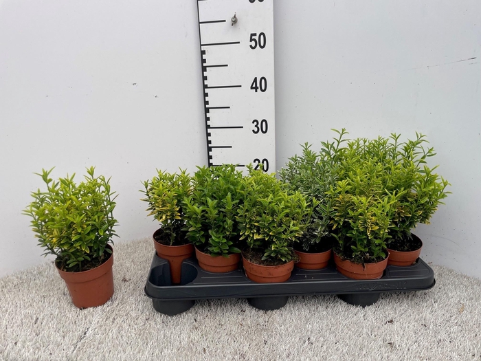 <h4>EUONYMUS JAP GEM</h4>