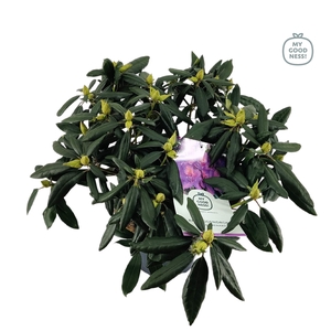 Rhododendron hybr. 'Marcel Menard' C7.5 50-60
