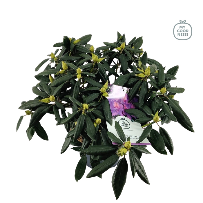 <h4>Rhododendron hybr. 'Marcel Menard' C7.5 50-60</h4>