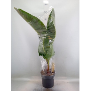 Musa  'Dwarf Cavendish'