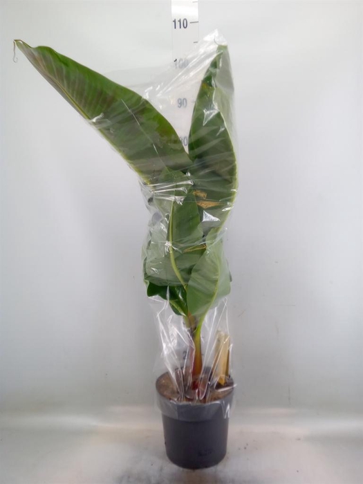 <h4>Musa 'Dwarf Cavendish'</h4>