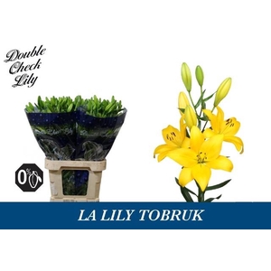 LI LA TOBRUK