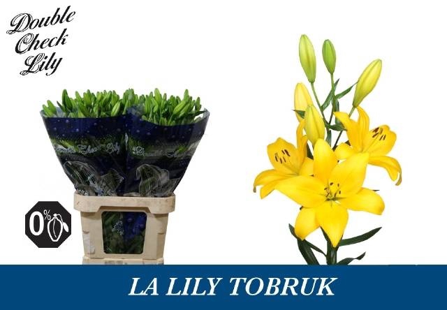 <h4>LI LA TOBRUK</h4>