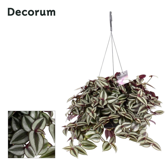<h4>Tradescantia zebrina 'Purpusii'</h4>