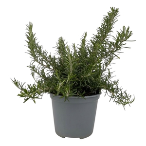 Rosmarinus prostratus