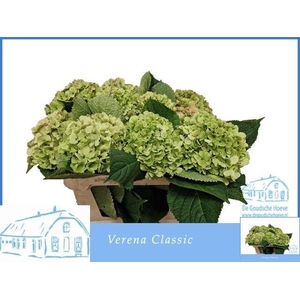 Hydr M Ch Verena Cl