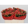 Hypericum Sweet Romance