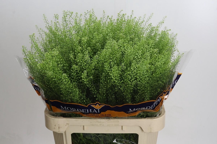 <h4>Lepidium Green Bell</h4>