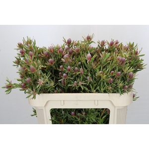 Leucadendron Ayoba Star Pearl