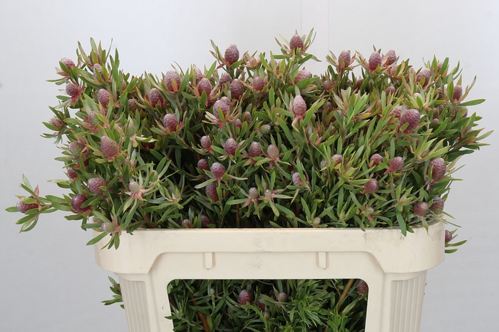 <h4>Leucadendron Ayoba Star Pearl</h4>