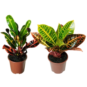 CROTON HIBRIDO VARIADO P11