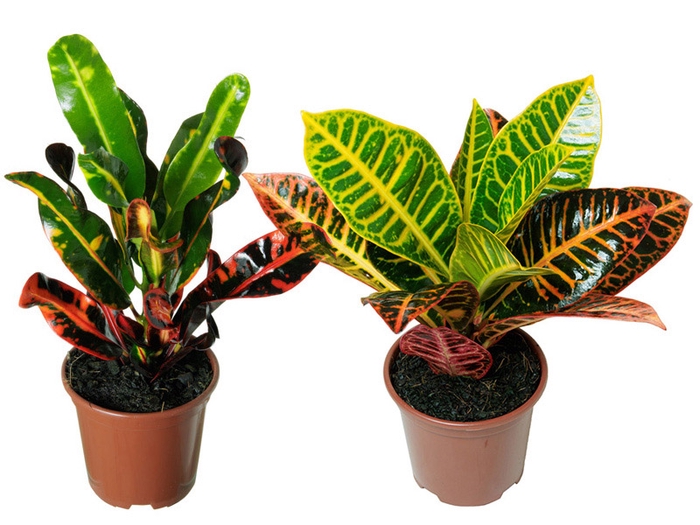 <h4>CROTON HIBRIDO VARIADO P11</h4>