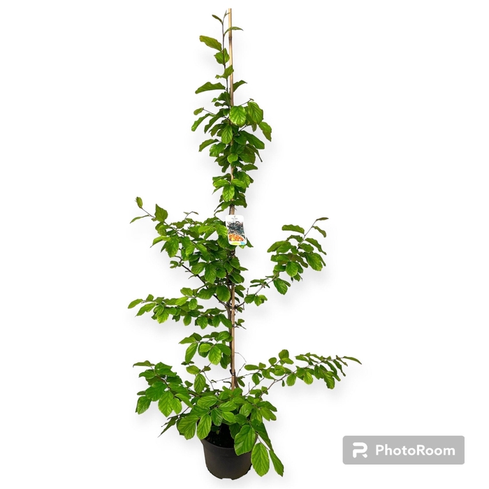 <h4>Parrotia persica</h4>