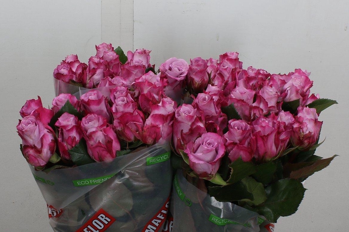 <h4>R Gr Maritim</h4>