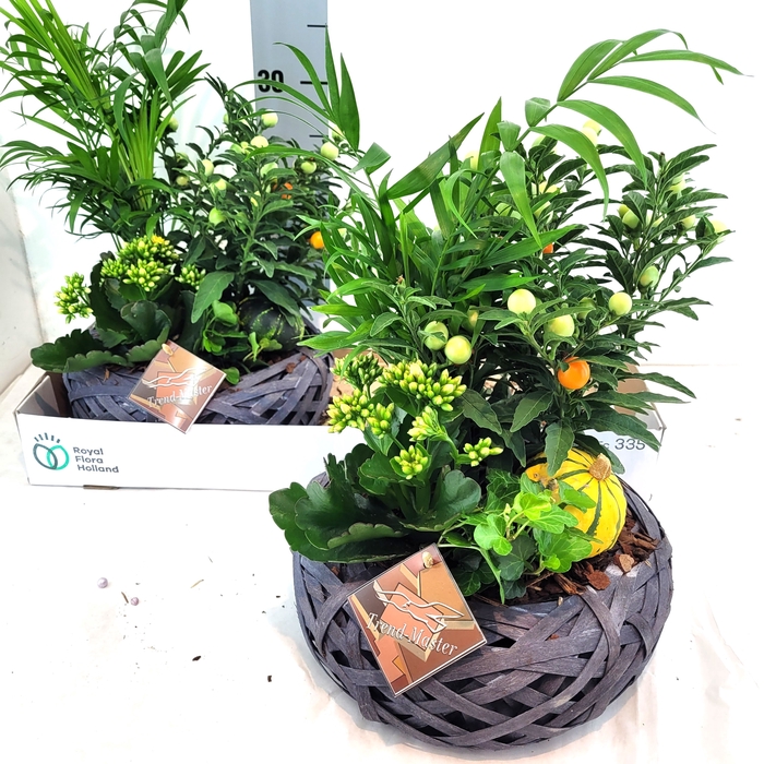 <h4>ARR TUINPLANTEN</h4>