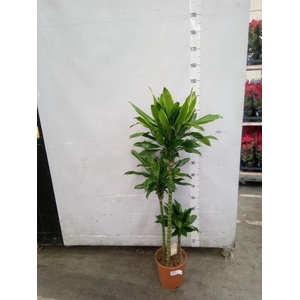 Dracaena frag. 'Golden Coast'