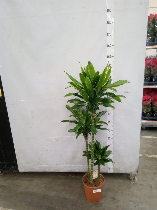 <h4>Dracaena frag. 'Golden Coast'</h4>