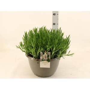 LAVAN AN AROMA WHITE