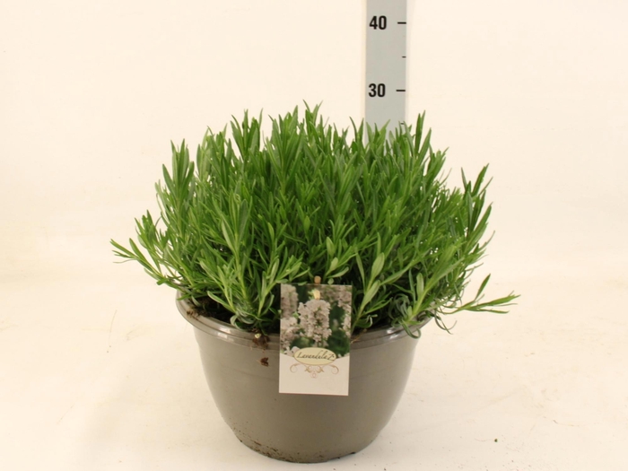 <h4>LAVAN AN AROMA WHITE</h4>