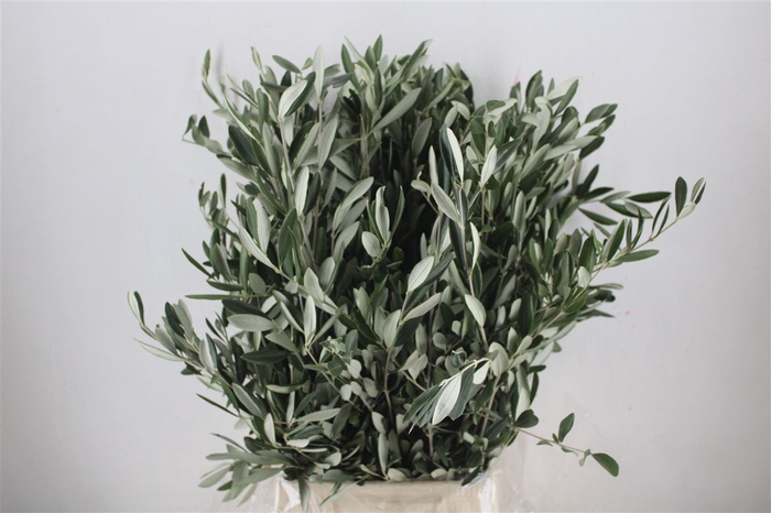<h4>Olijf 300gr P Bunch</h4>