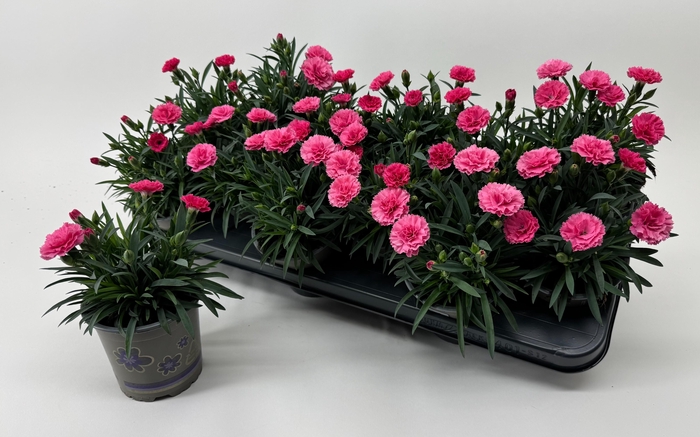 <h4>Dian I Love U</h4>