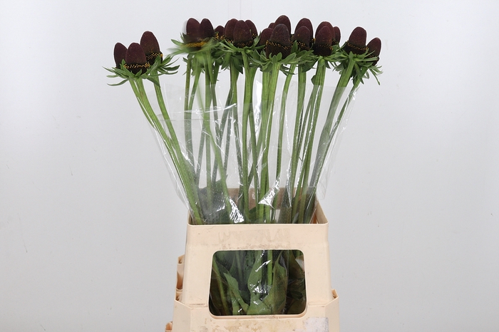 <h4>Rudbeckia Bl Nipple</h4>