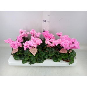 Cyclamen MD 'Merengue'